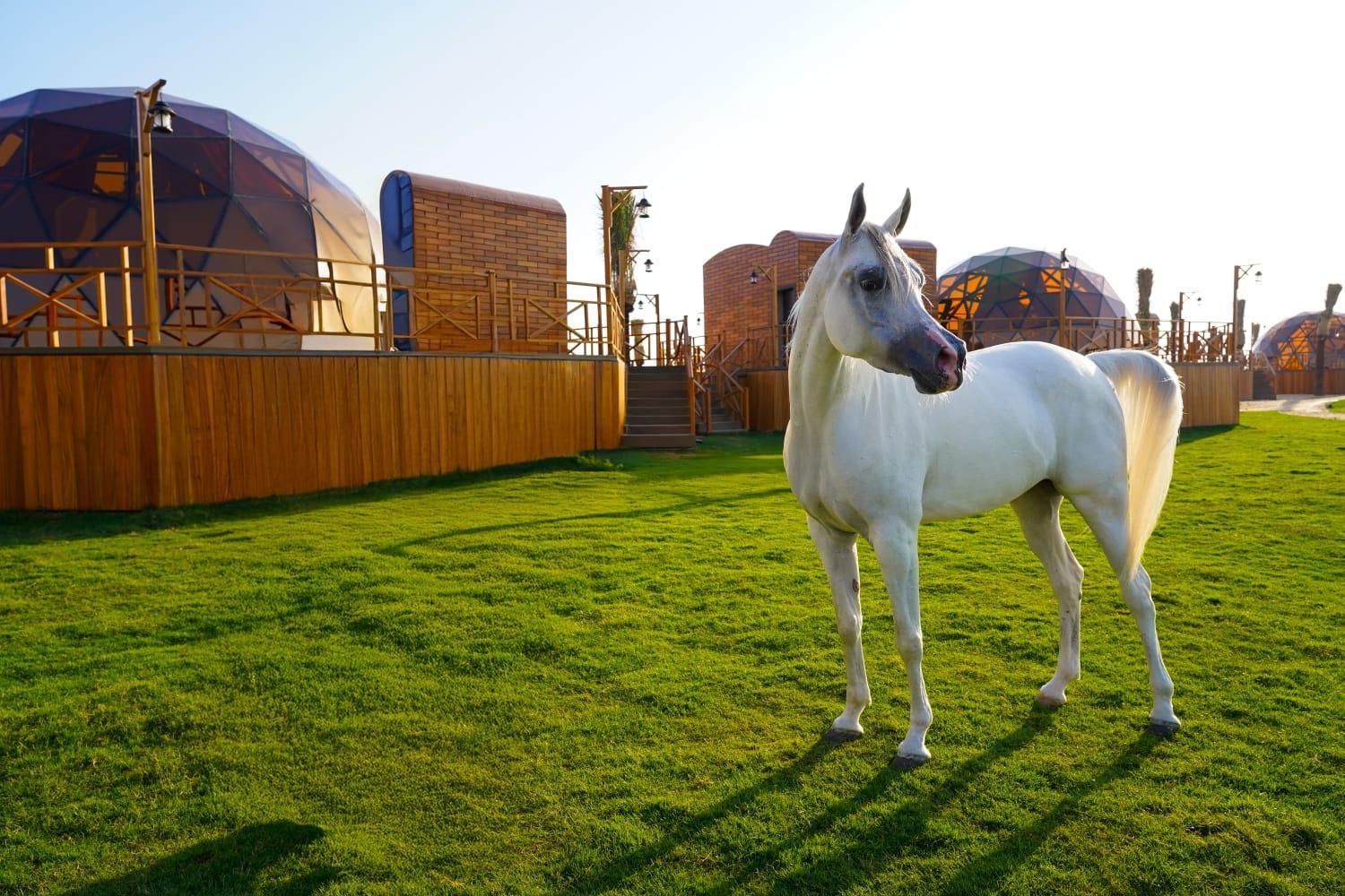 Al Marmoom Oasis Luxury Experiential Desert Resort Ντουμπάι Εξωτερικό φωτογραφία